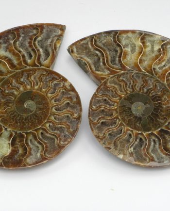Ammonite cleoniceras Cretaceous