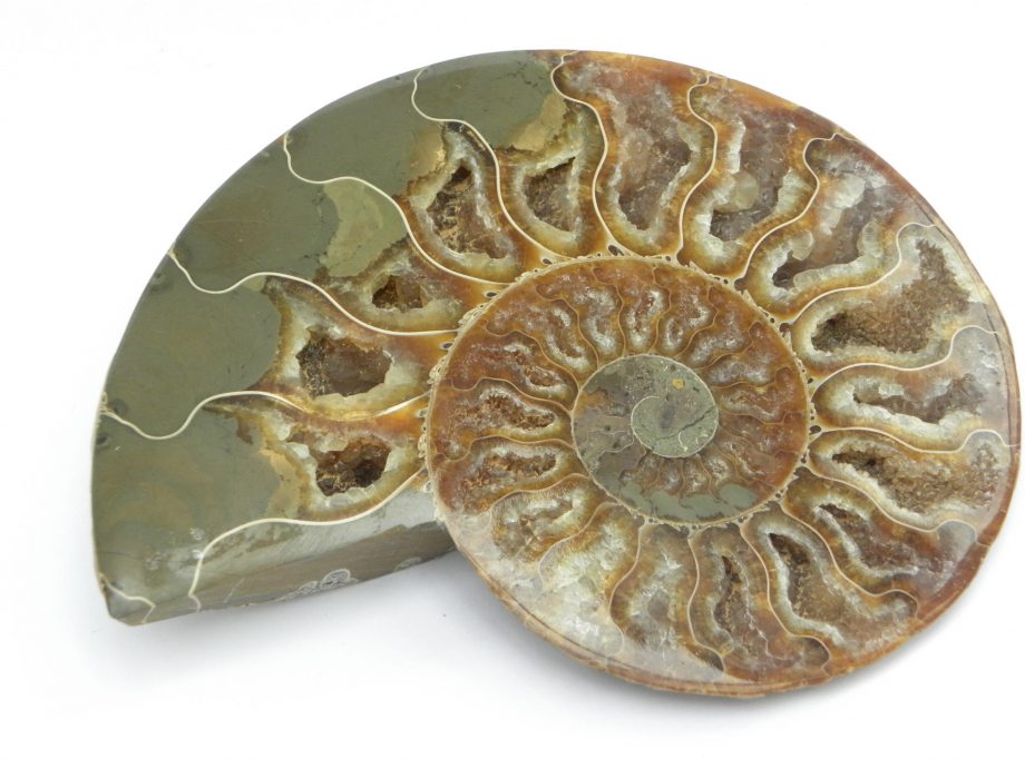 Ammonite cleoniceras Cretaceous
