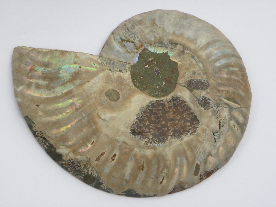 Opalescent Ammonite cleoniceras