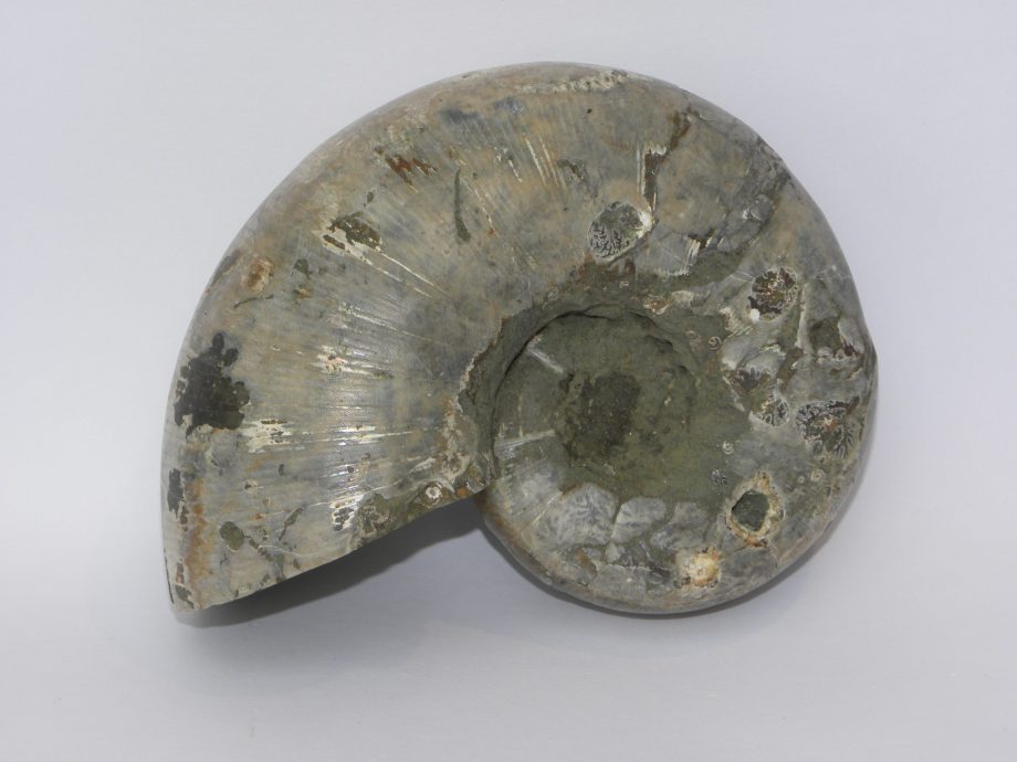 Ammonite Lytoceras