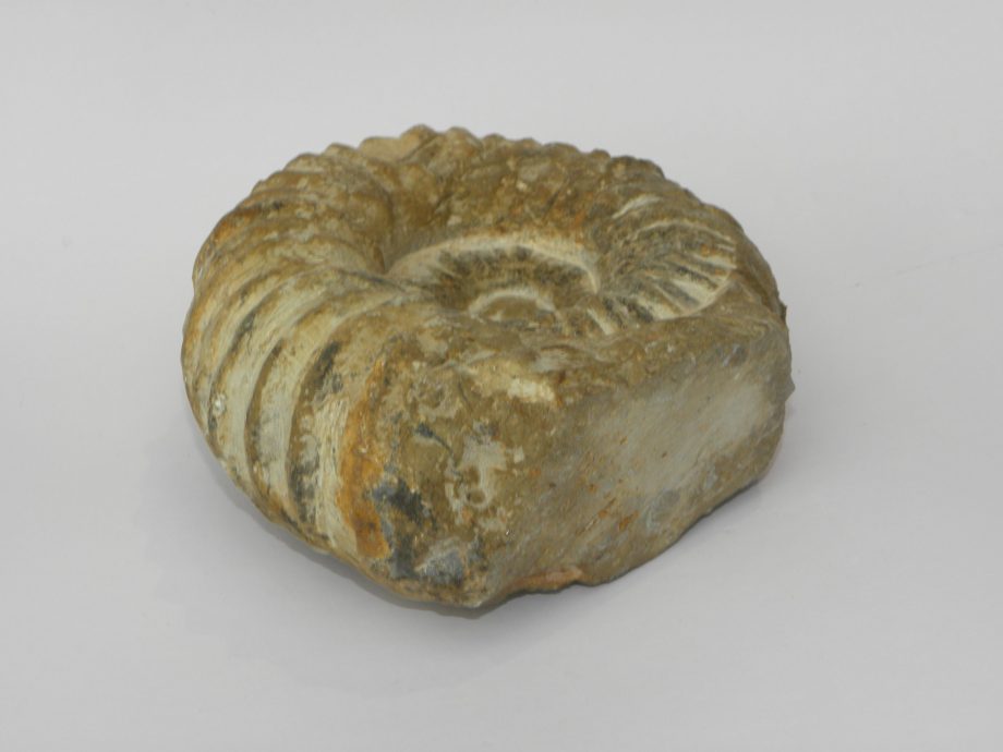 Agadir Ammonite fossil