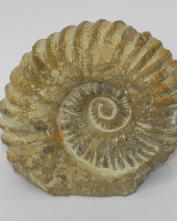 Agadir Ammonite