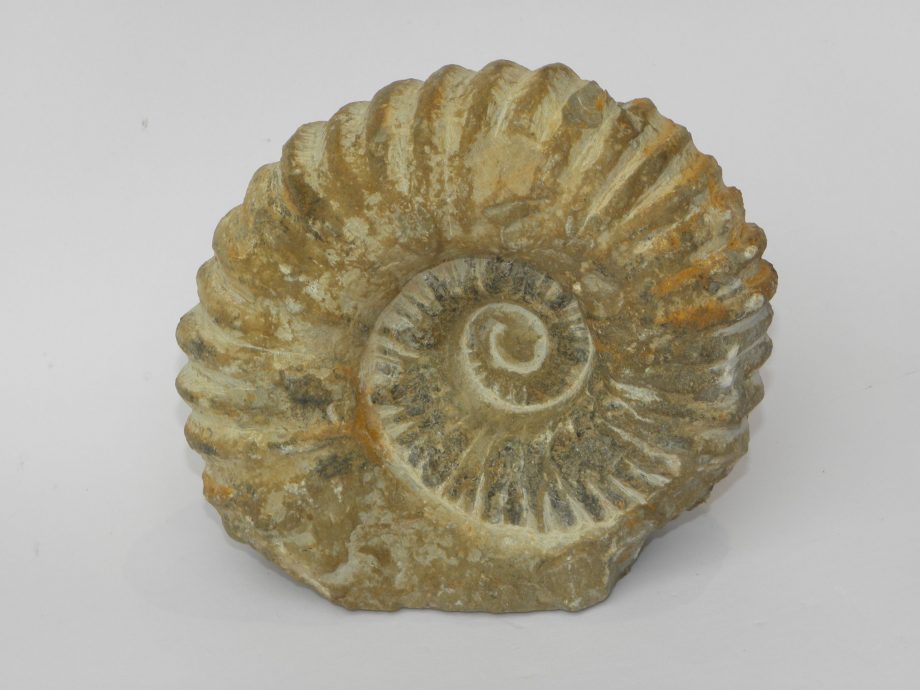 Agadir Ammonite