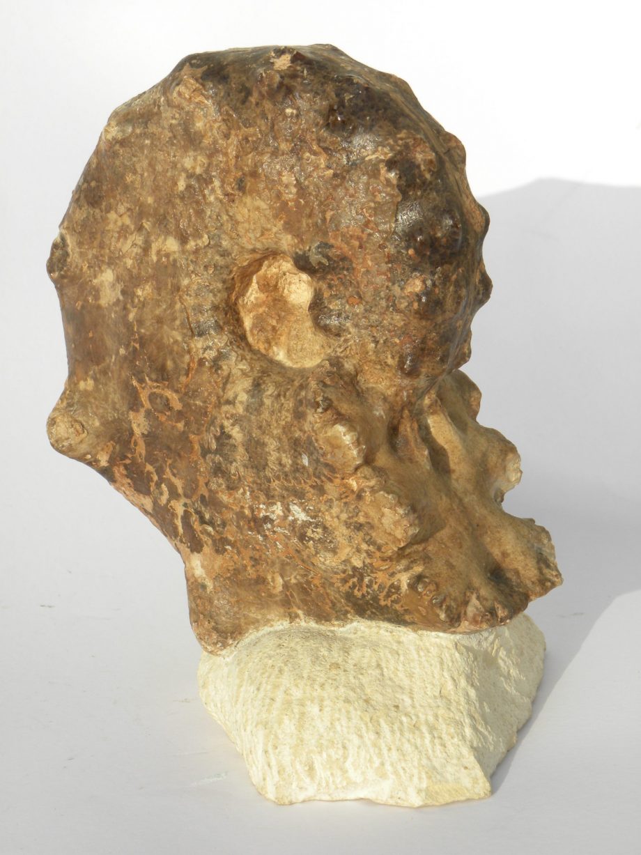 Horned Ammonite