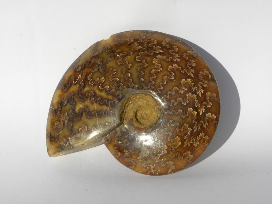 Ammonite Ref F135