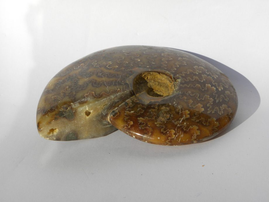 Ammonite Cleoniceras,