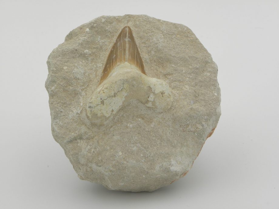 Fossilised Sharks Tooth