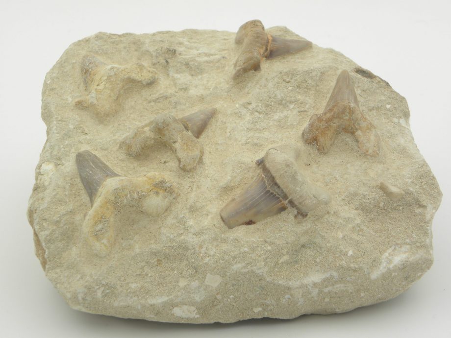Fossilised Sharks Teeth