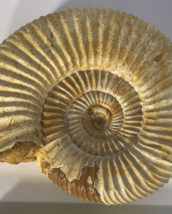 Ammonite (perisphinctes)