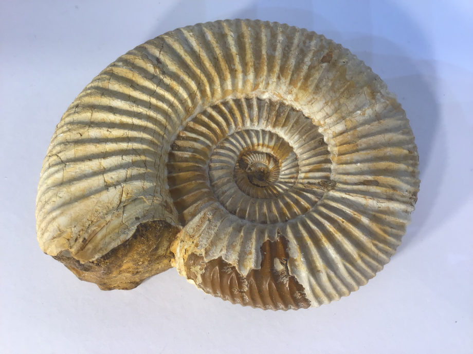 Ammonite (perisphinctes)