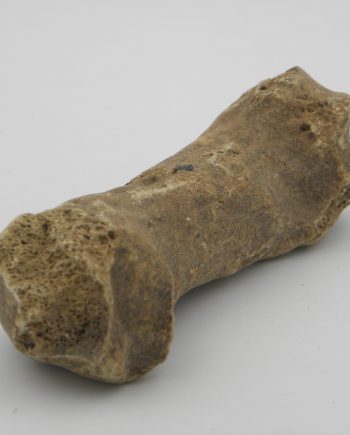 Fossilised Cave Bear Finger Bone