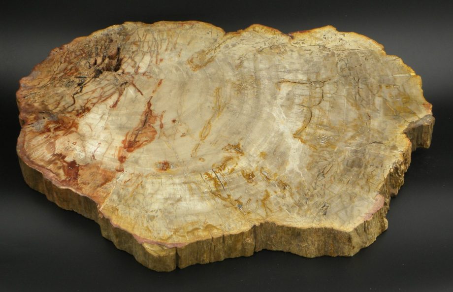 Fossilised Wood Slice,