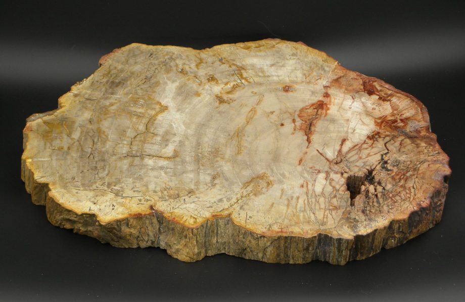 Fossilised Wood Slice,