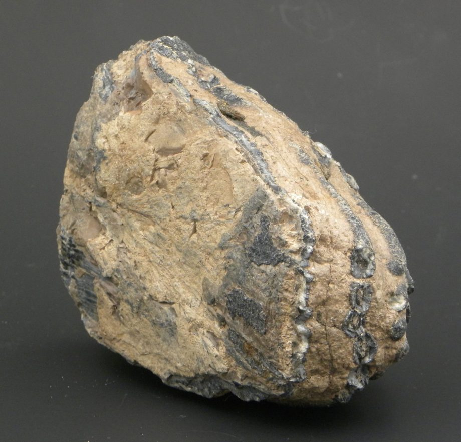 Fossilised Mammoth Tooth