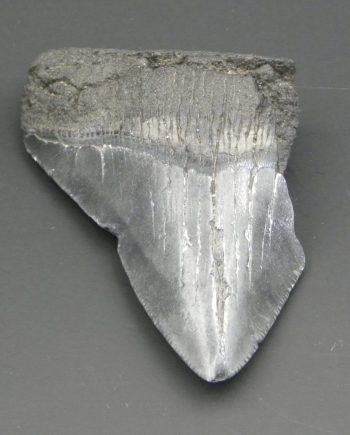 megalodon tooth