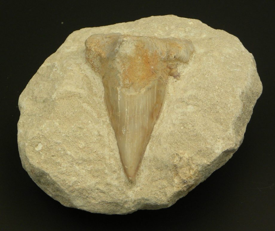 Fossilised Sharks Tooth