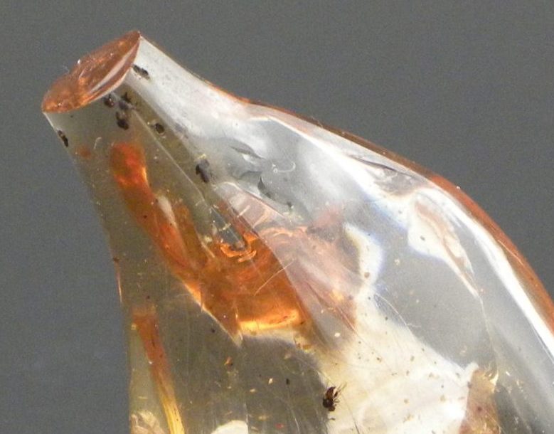 Copal Amber with insects