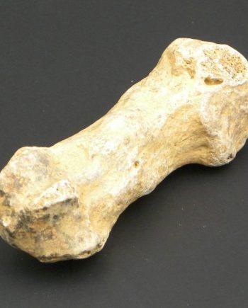 Cave Bear Finger Bone