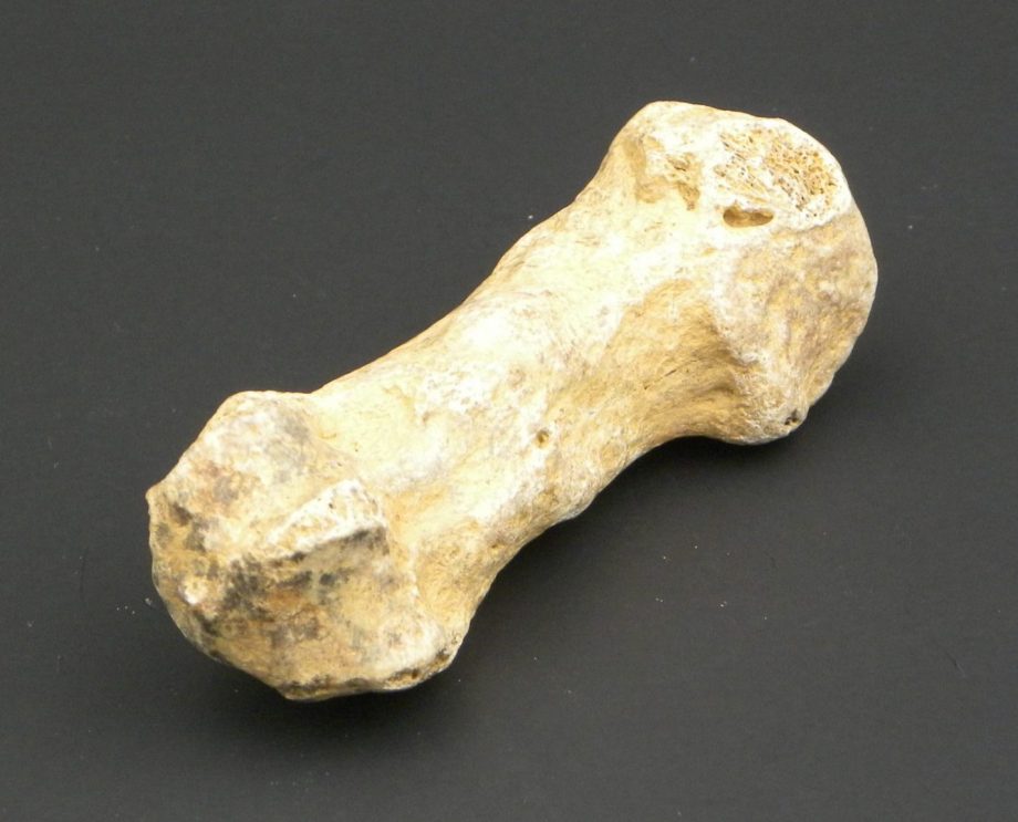 Cave Bear Finger Bone