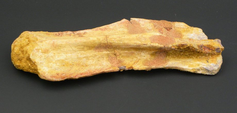 fossilised dinosaur bone