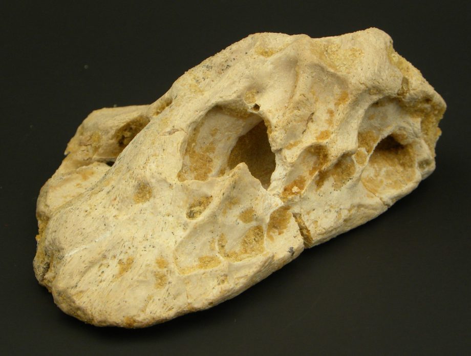 Interesting Dinosaur Bone
