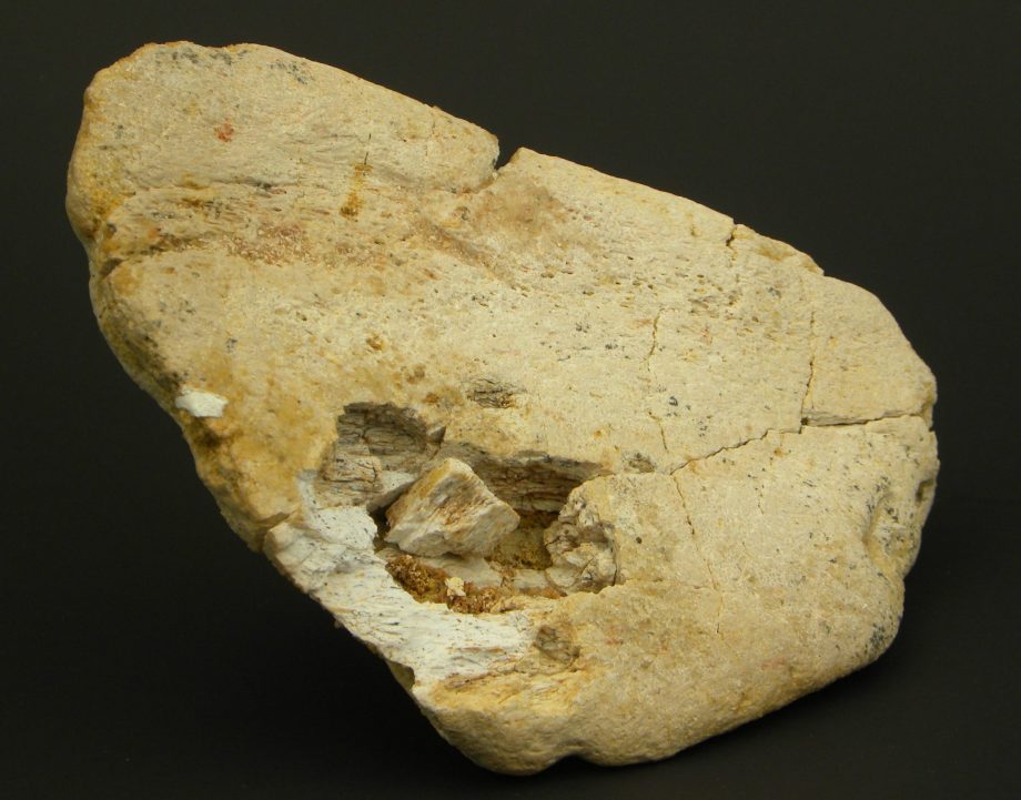 Interesting Dinosaur Bone