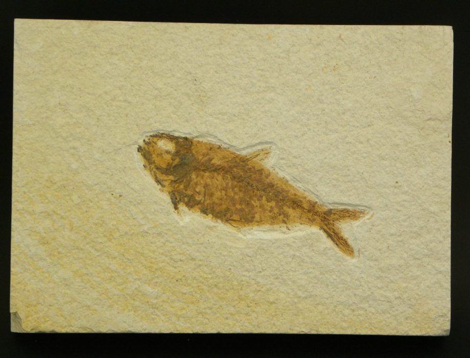 Fossil Fish Knightia for sale