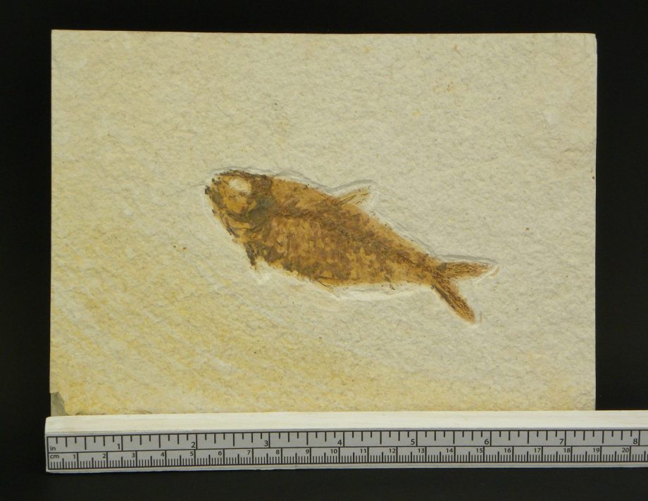 Fossil Fish Knightia