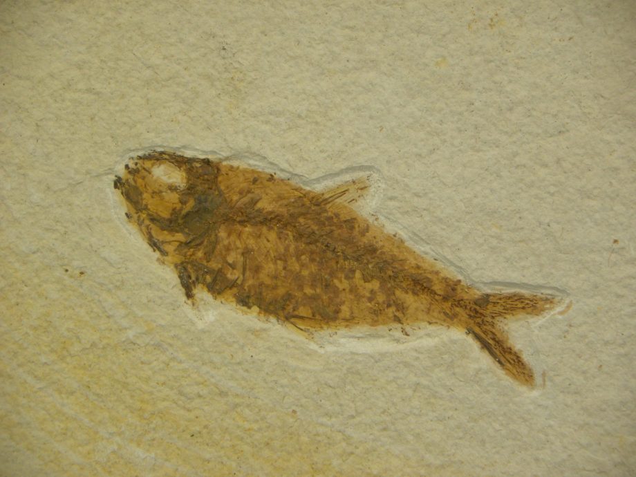 Fossil Fish Knightia