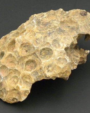 Fossilised Coral Colony