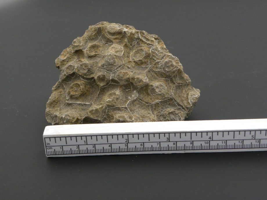 Fossilised Coral Colony