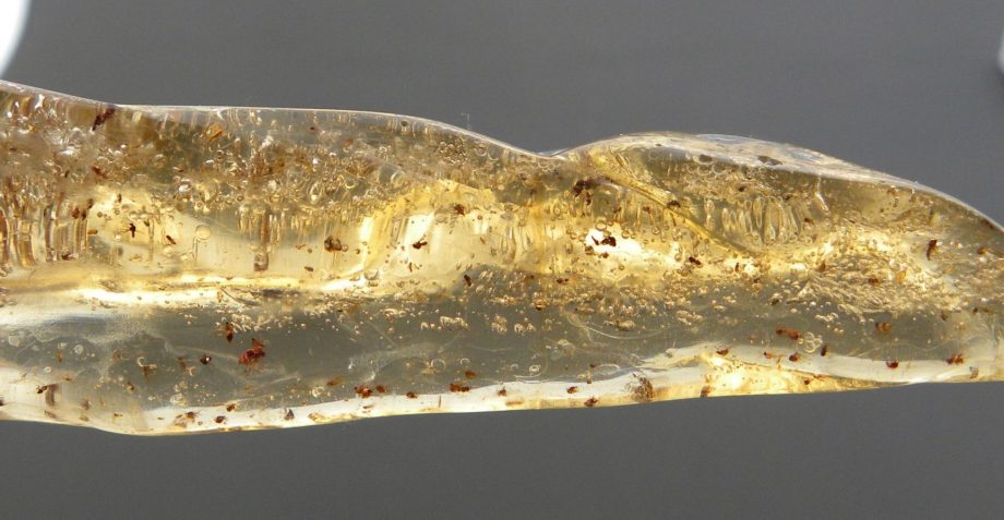 Insects in Copal Amber