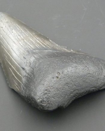 Fossilised Megalodon Tooth