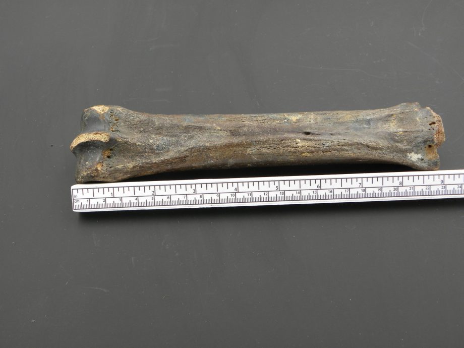 Fossilised Horse Leg Bone
