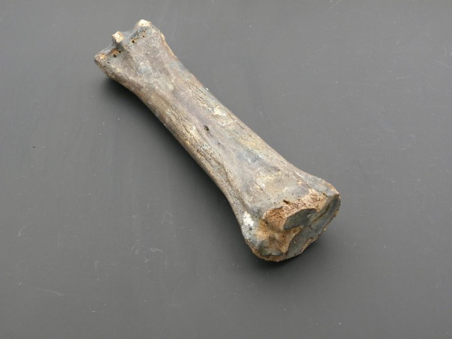 Fossilised Horse Leg Bone
