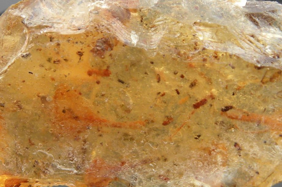 Insects and leaves in Amber