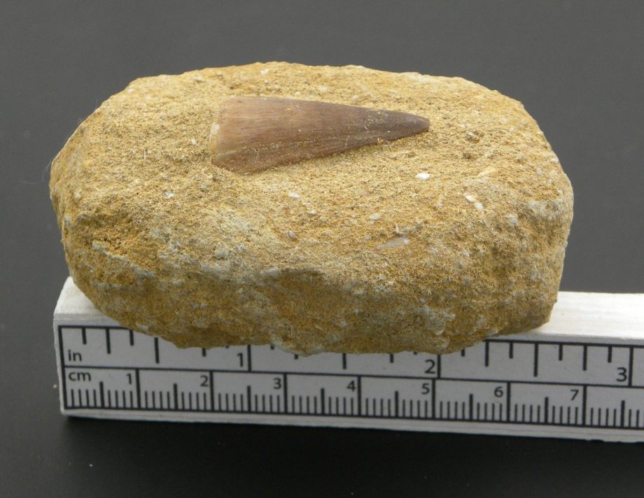 Fossilised Mossasaur Tooth