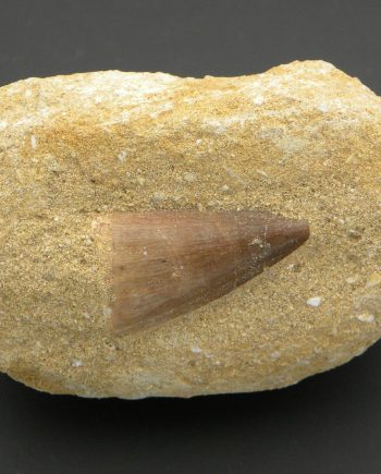 Fossilised Mossasaur Tooth