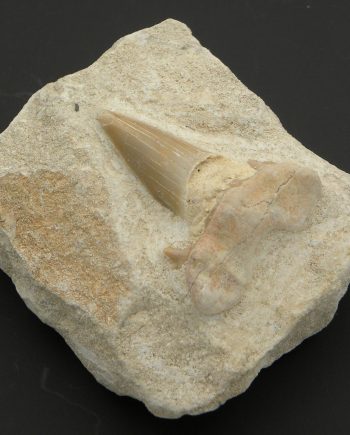 Fossilised Sharks Tooth Otodus
