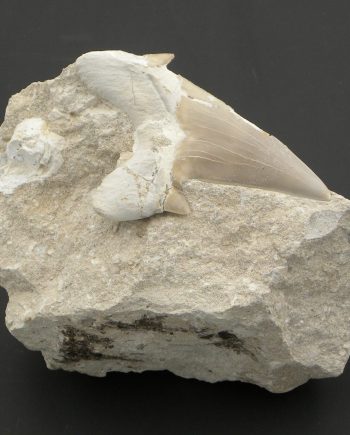 Fossilised Sharks Tooth Otodus