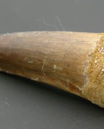 Fossilised Dinosaur Tooth,