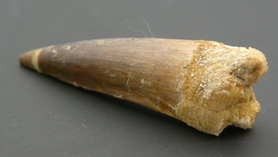 Fossilised Dinosaur Tooth,
