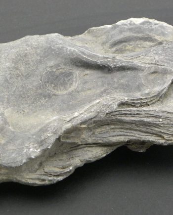 Fossilised Oyster Dorset