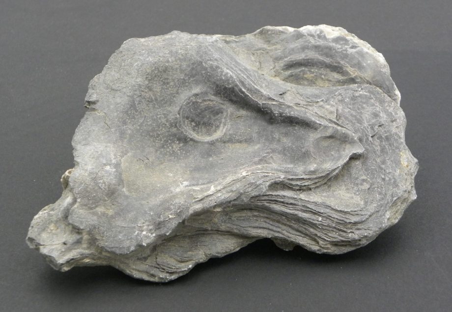 Fossilised Oyster Dorset