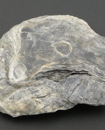 Fossilised Oyster Shell, deltoideum delta