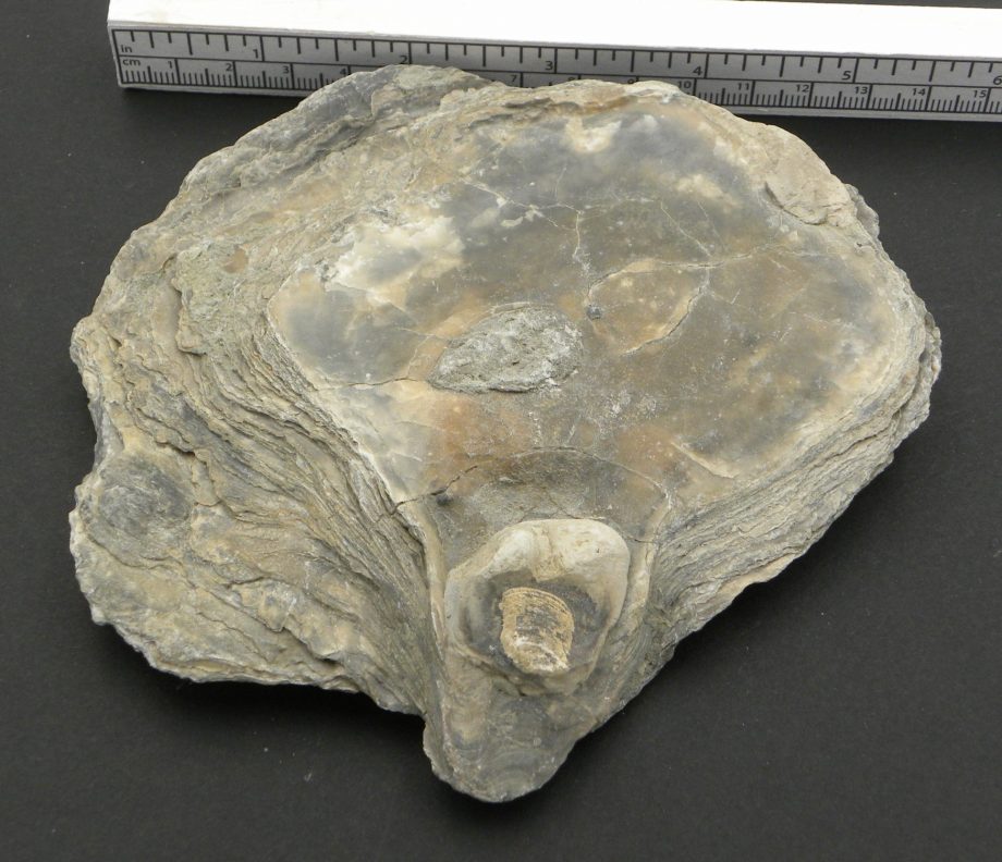 Fossilised Oyster Shell, deltoideum delta