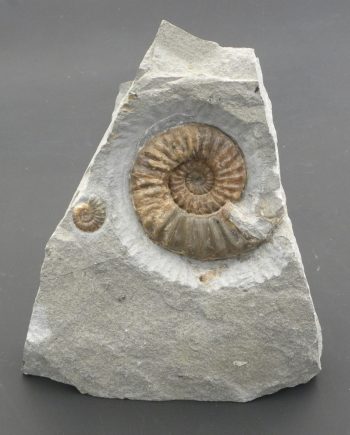 Ammonites Asteroceras & promicroceras