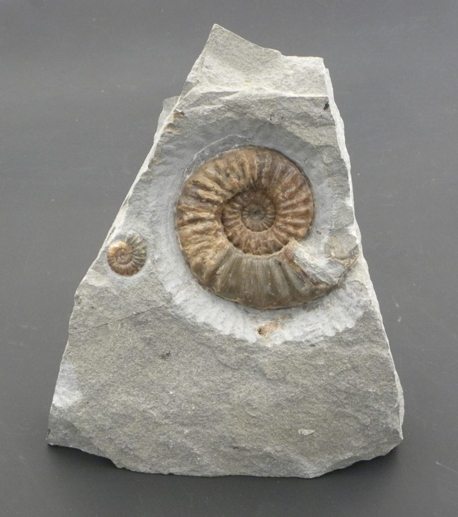 Ammonites Asteroceras & promicroceras