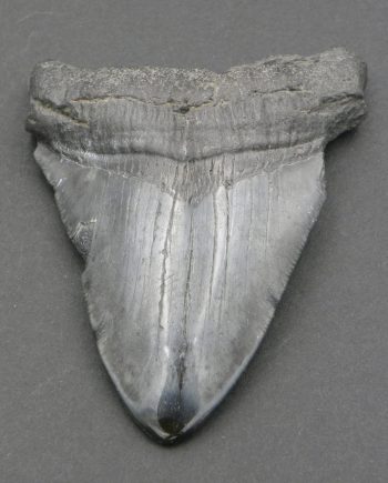Fossilised Megalodon Tooth