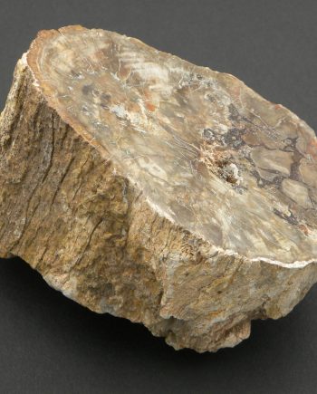 Fossilised Wood 200 million years old